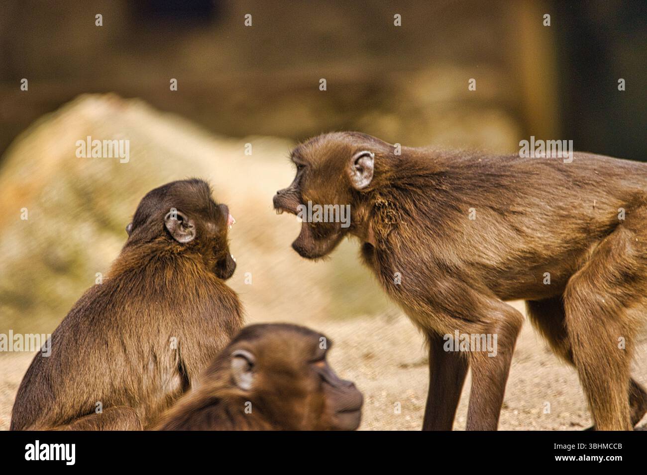 Intense interazione primate – comunicazione espressiva e dinamiche sociali nel selvaggio Foto Stock