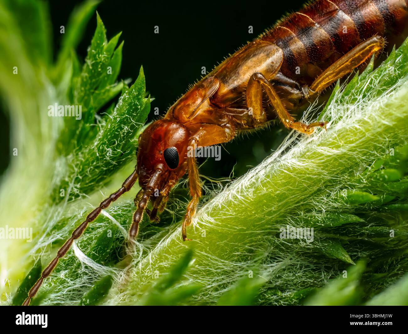 Foto macro dettagliata con un insetto con parrucchiere appollaiato su una superficie in foglia verde brillante. Foto Stock