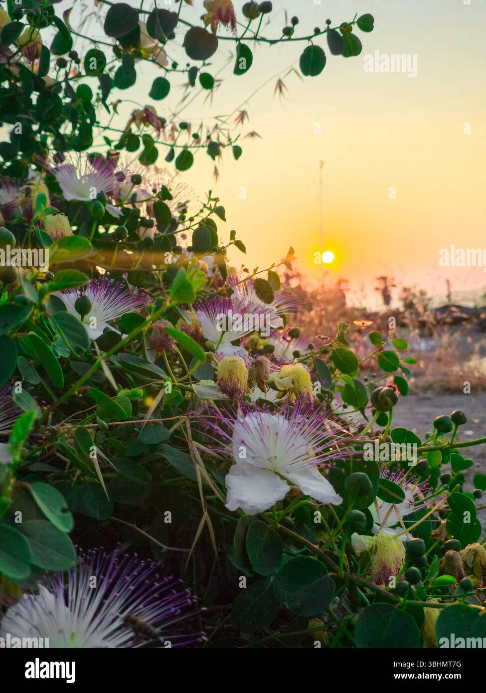 Cespuglio di cappero con fiore. Capparis spinosa - Immagine stock catturata con smartphone