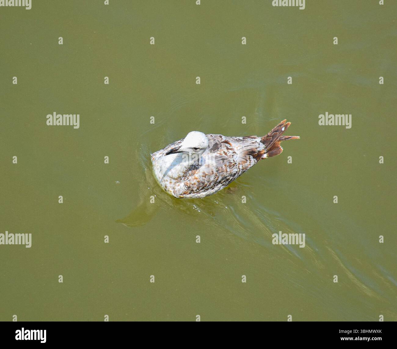 Il gabbiano fluisce pacificamente attraverso il torbido flusso del Danubio, creando una scena di silenzio e di equilibrio naturale. Foto Stock