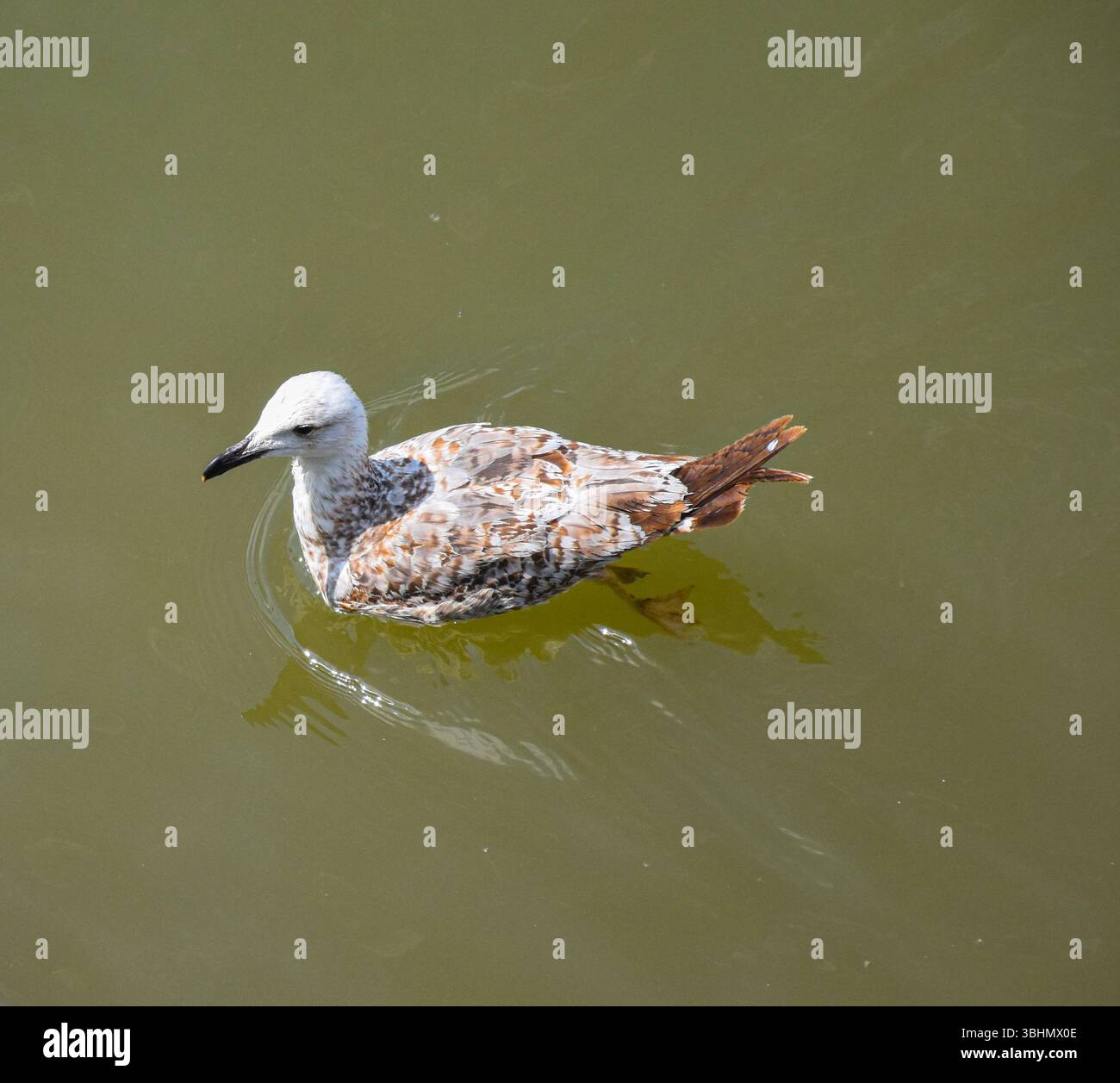 Un tranquillo gabbiano fluviale nuota lentamente sull'acqua torbida del Danubio, incarnando serenità e equilibrio naturale. Foto Stock
