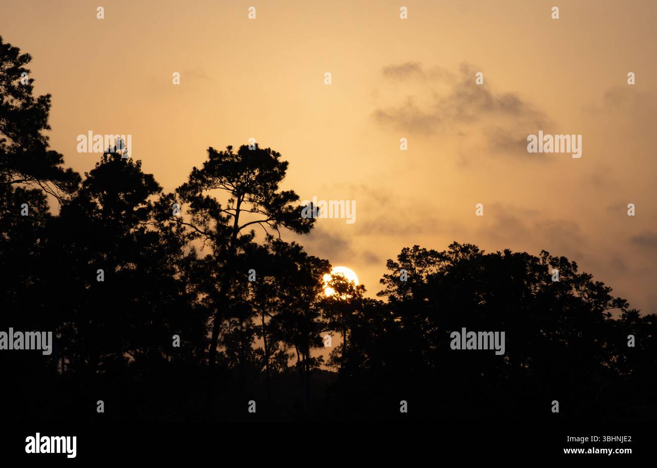 Alberi sempreverdi e decidui in silhouette con il sole nascente e nuvole sottili sullo sfondo. Fotografato a The Woodlands, Texas. Foto Stock