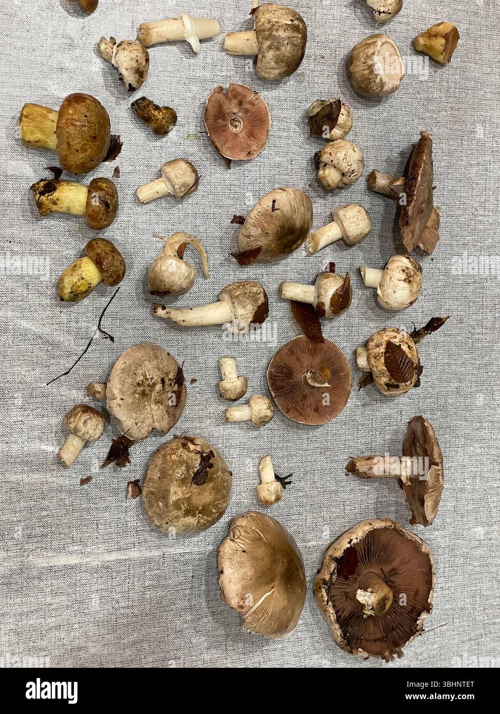 Funghi raccolti nella foresta per cucinare come sfondo Foto Stock