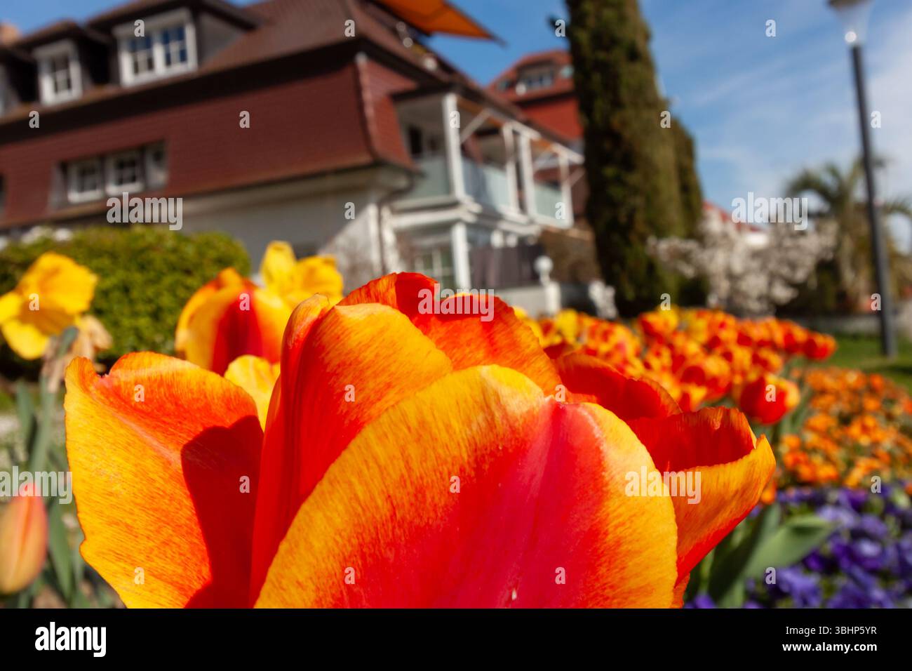 Un vivace primo piano di sorprendenti tulipani a strisce rosse e gialle domina il primo piano, catturando l'essenza della primavera con i loro colori audaci e la gastronomia Foto Stock
