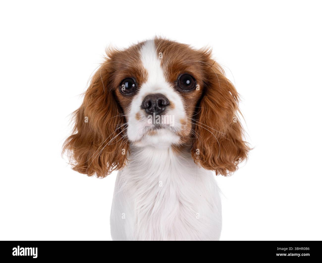 Colpo alla testa di un simpatico cucciolo di cane Cabalier bianco e marrone Charles Spaniel. Guardare con attenzione verso la fotocamera. Isolato su sfondo bianco. Foto Stock