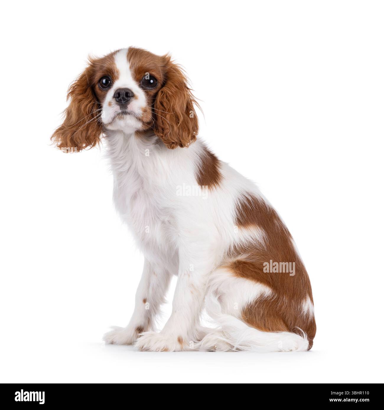 Simpatico cucciolo di cane Cabalier King Charles Spaniel marrone e bianco, seduto lateralmente. Guardare con attenzione verso la fotocamera. Isolato su sfondo bianco. Foto Stock