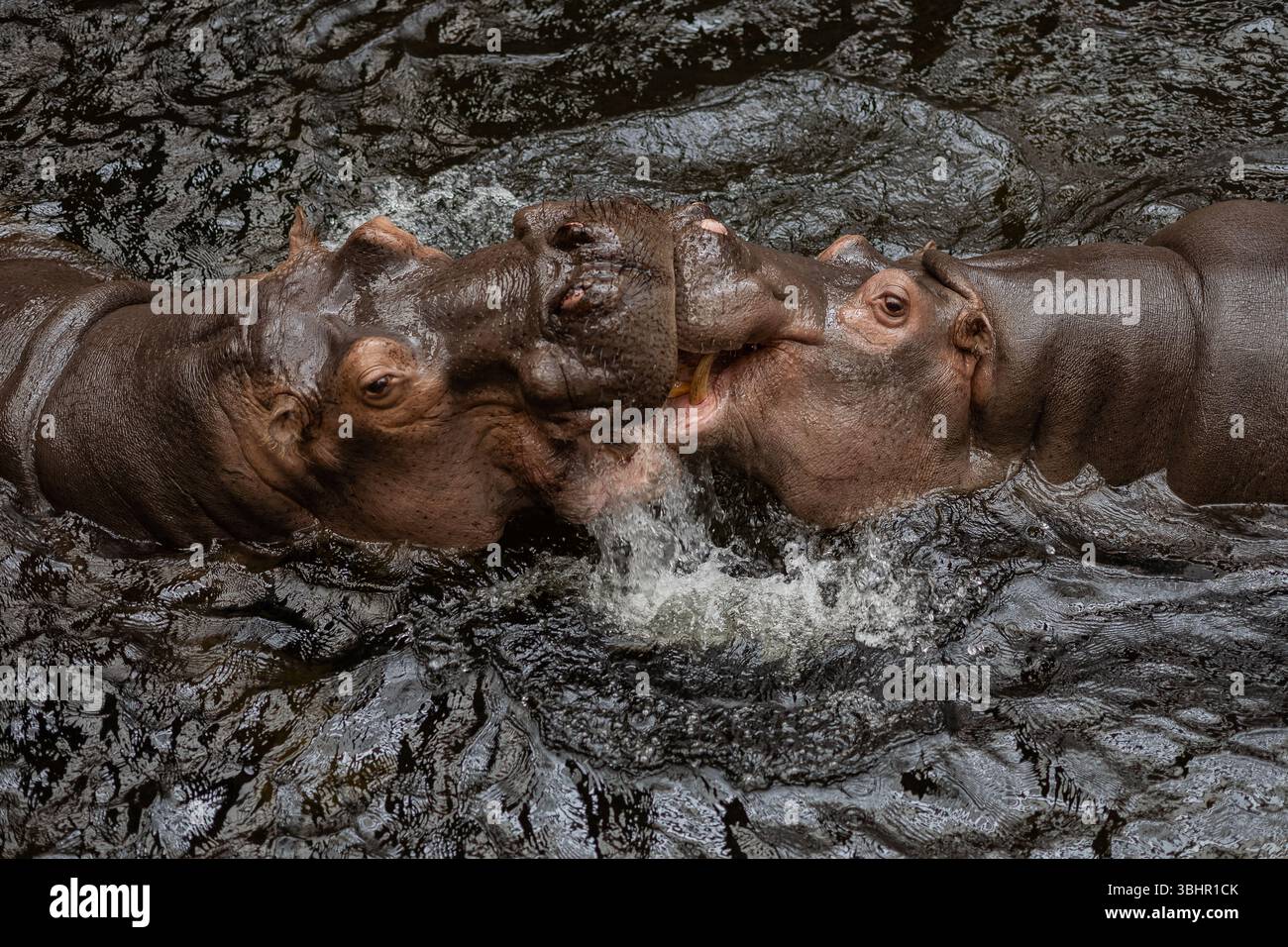 Due ippopotami che interagiscono giocosamente nella mostra acquatica dello zoo durante un tour educativo della fauna selvatica per i bambini. Apprendimento precoce e formazione zoologica Foto Stock