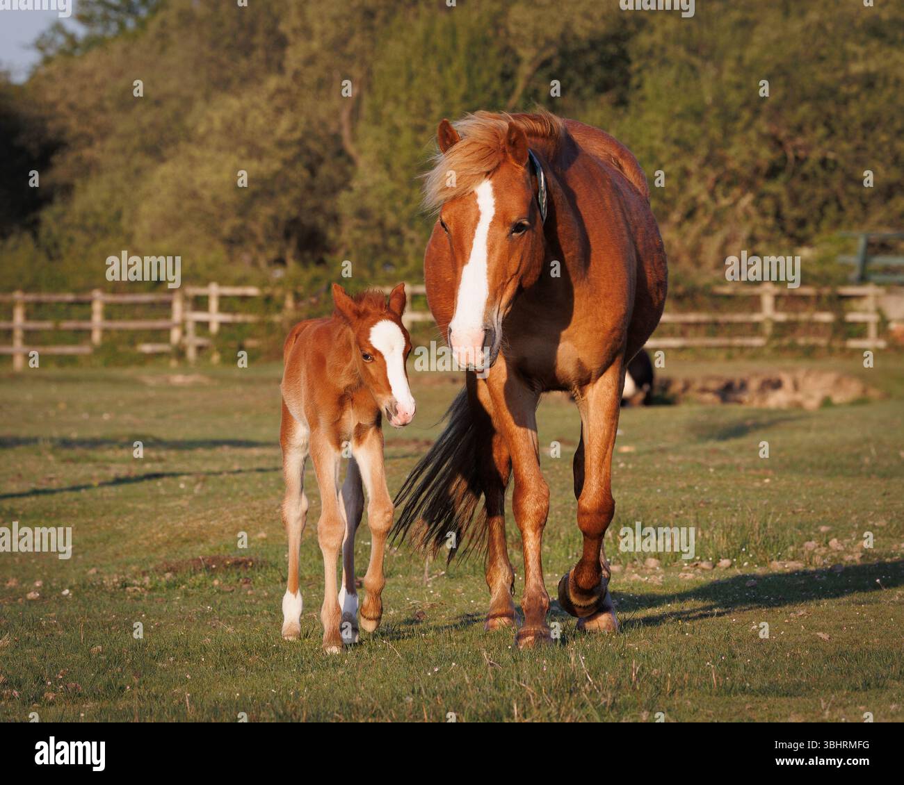Mare e puledro nella New Forest all'alba. La calda luce del mattino presto mette in risalto il legame tra la madre e il giovane cavallo che pascolano e riposano in pace Foto Stock