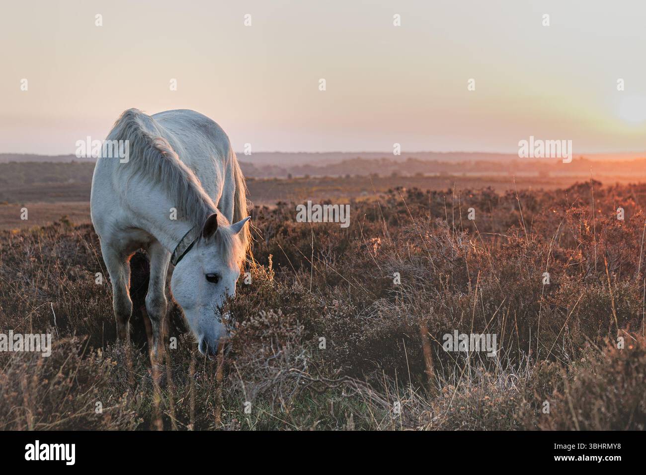 Nuovo pony della foresta all'alba sulla Hilcheslea Moor vicino a Brockenhurst. La calda luce dell'alba sulla brughiera cattura questo iconico cavallo selvatico nel suo habitat naturale Foto Stock