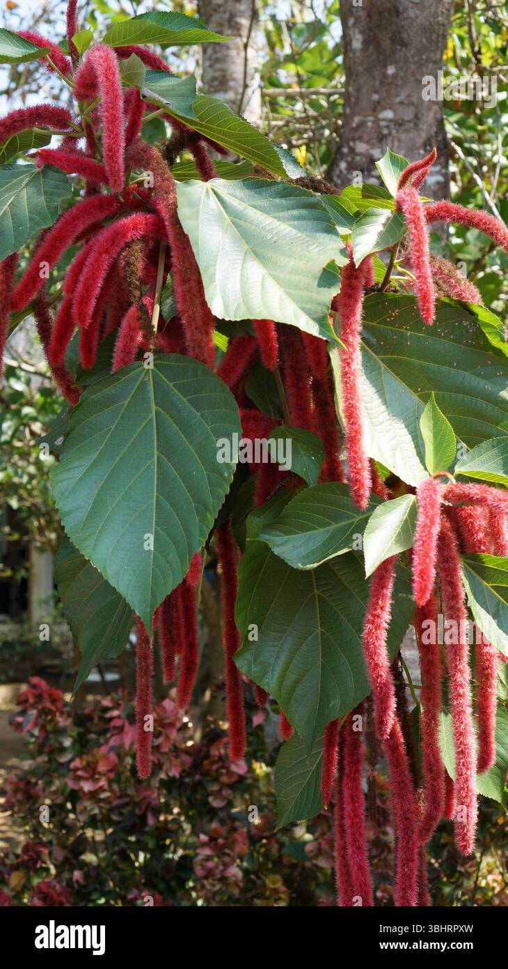 Gruppi di fiori rossi vibranti si infrangono tra grandi foglie verdi in un giardino. Questo display colorato crea un contrasto accattivante. Foto Stock