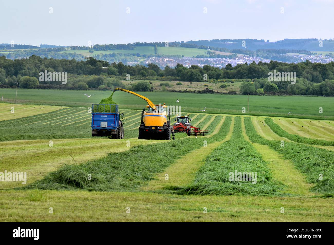 Giugno produzione di insilati in Scozia. File di erba tagliata, una trebbiatrice di foraggio e trattori con rimorchio e rastrello per erba in un campo con la città di Forfar Beyond. Foto Stock