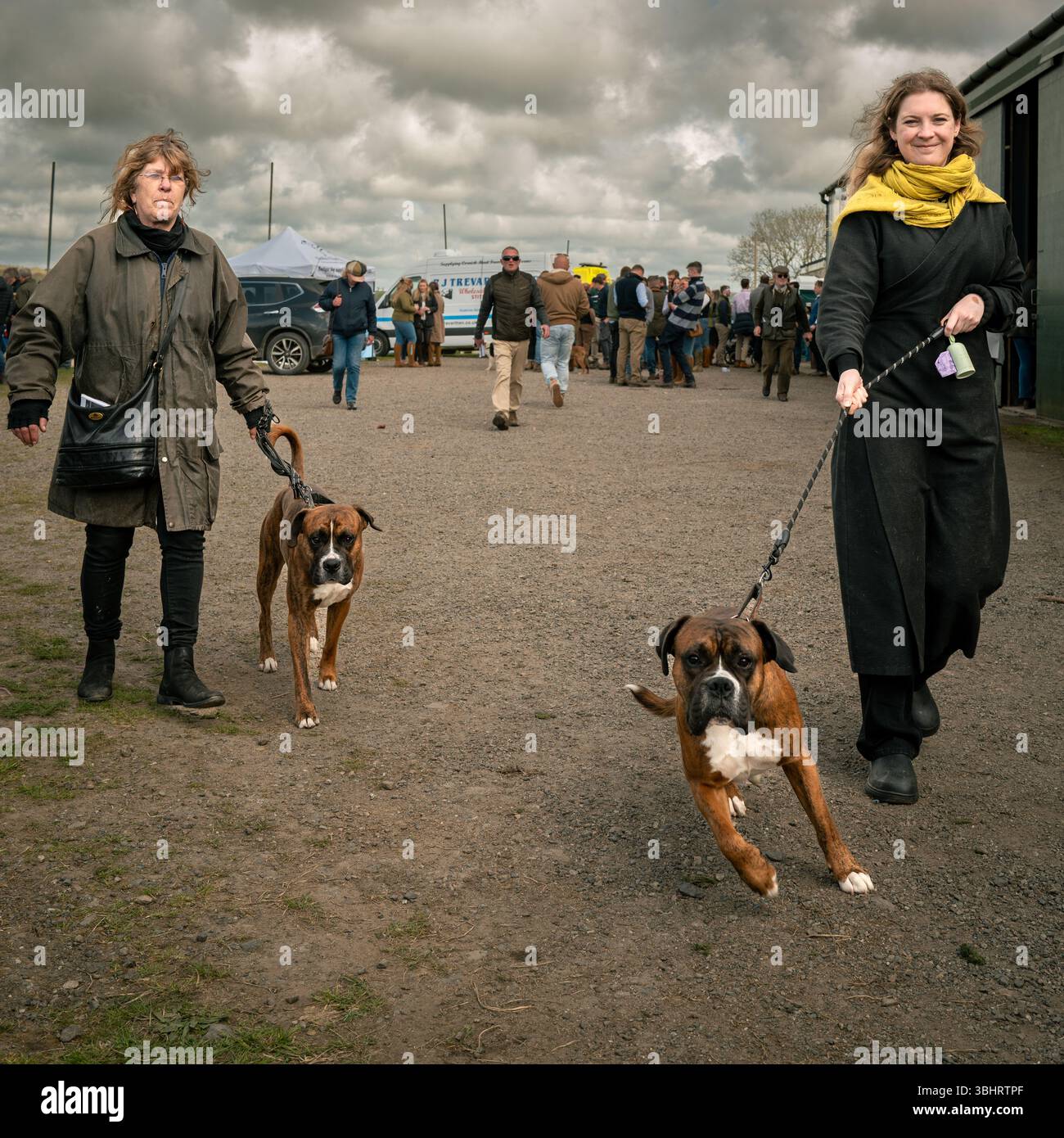 Cani da pugile che si sforzano sulle derivazioni che camminano verso la telecamera Foto Stock