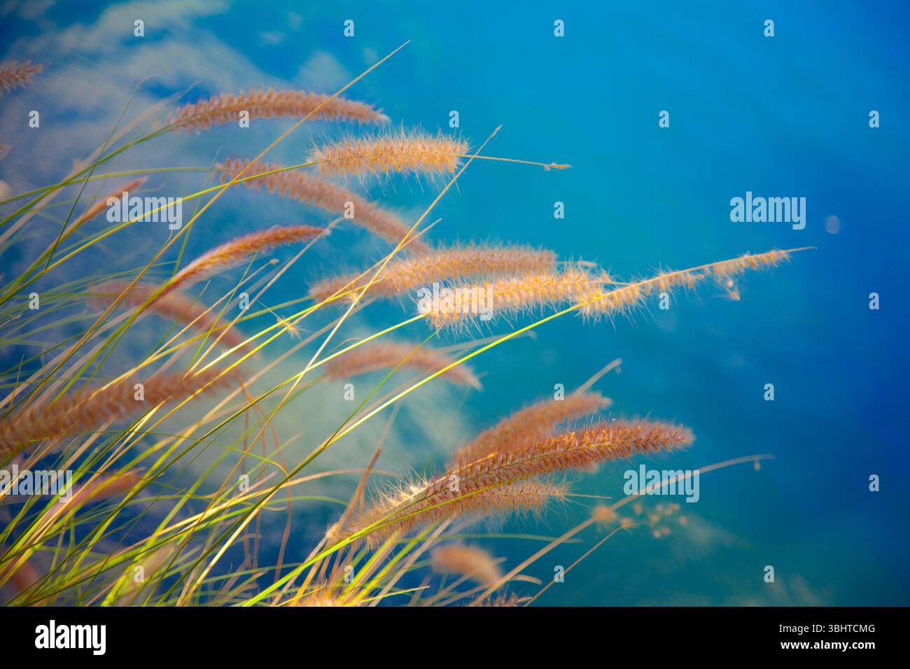 Erba alta e nuvole riflesse nell'acqua Foto Stock