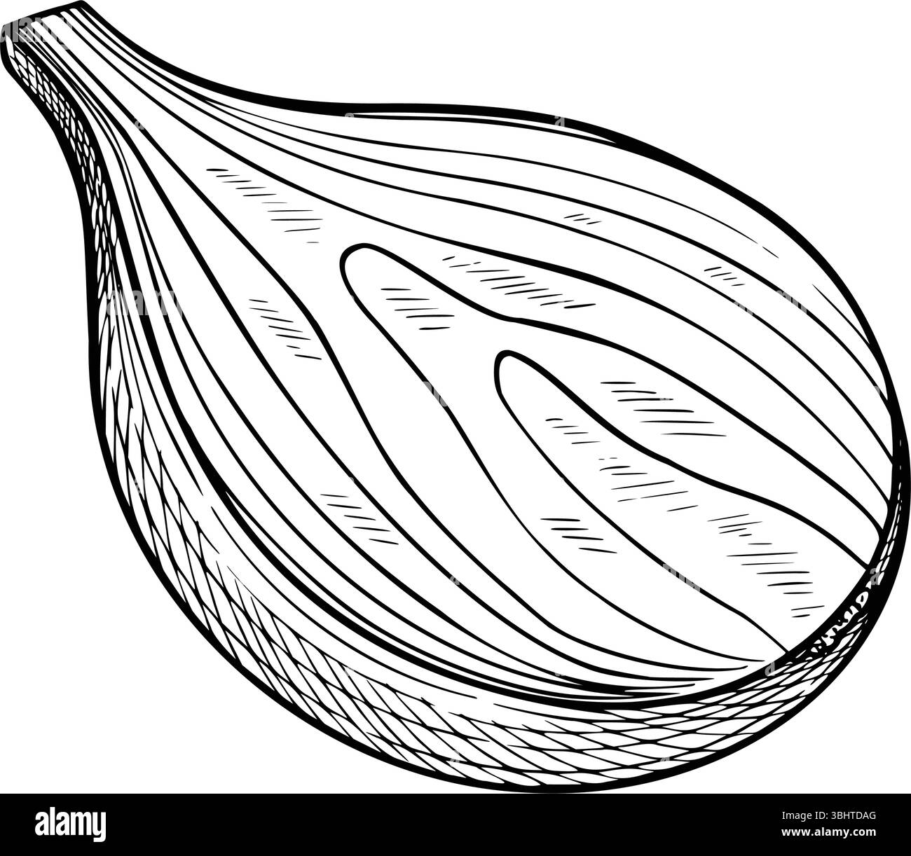 Immagine vettoriale vintage in bianco e nero di una lampadina a cipolla tagliata. Disegno del contorno con metà di verdure per la ricetta culinaria o la progettazione di libri di cucina. Schizzo lineare per menu in stile incisione Illustrazione Vettoriale
