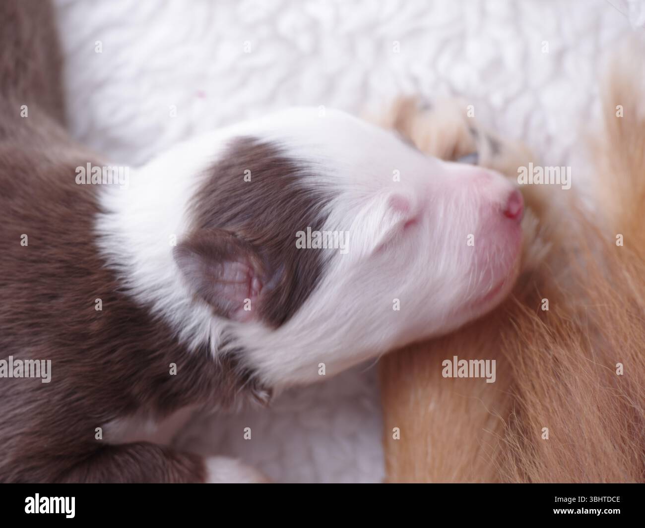 Il cucciolo dorme su una coperta bianca Foto Stock