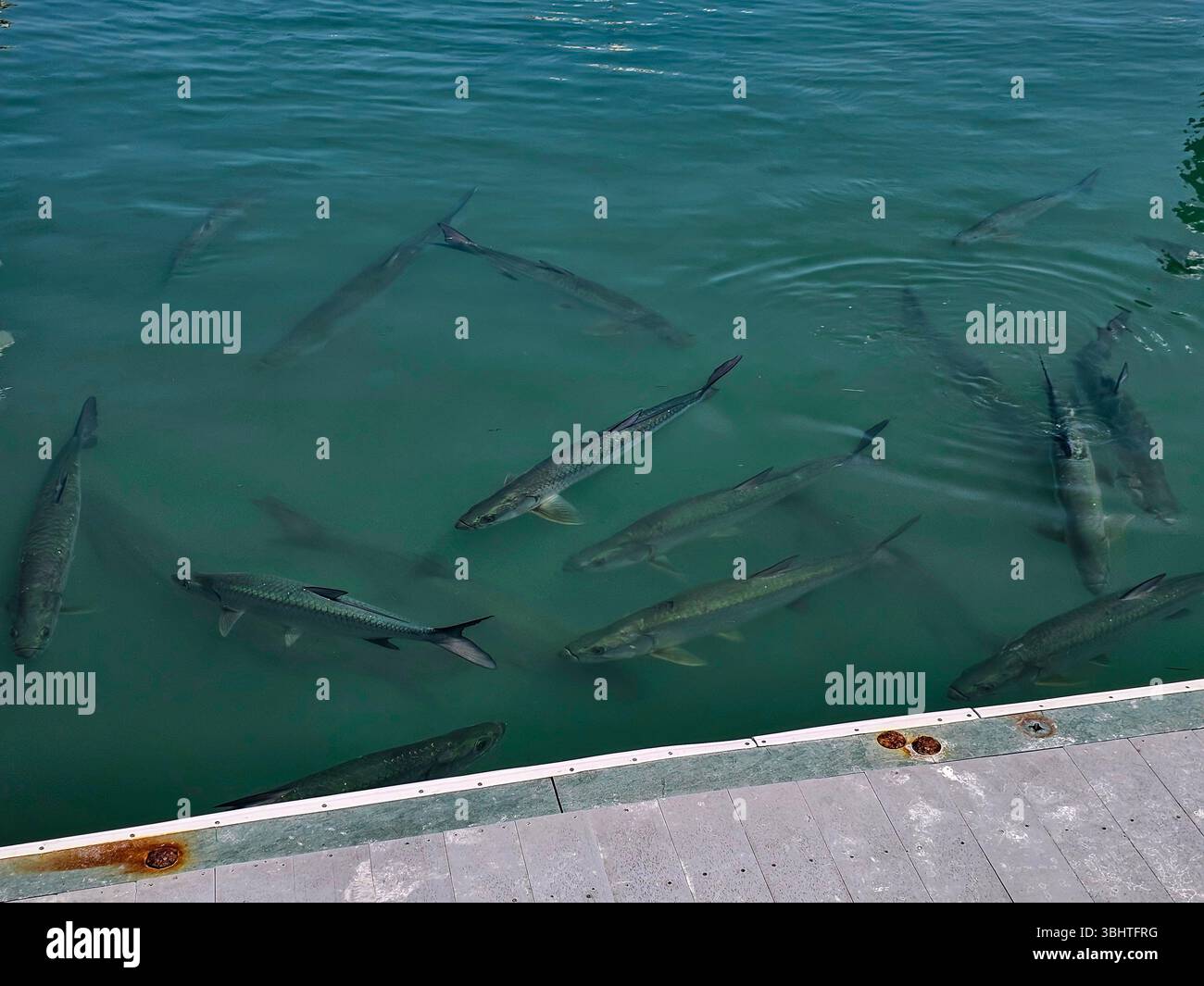 Tarpon, megalops Atlanticus, nuota nel porticciolo di Key West, Florida. - Immagine stock catturata con smartphone
