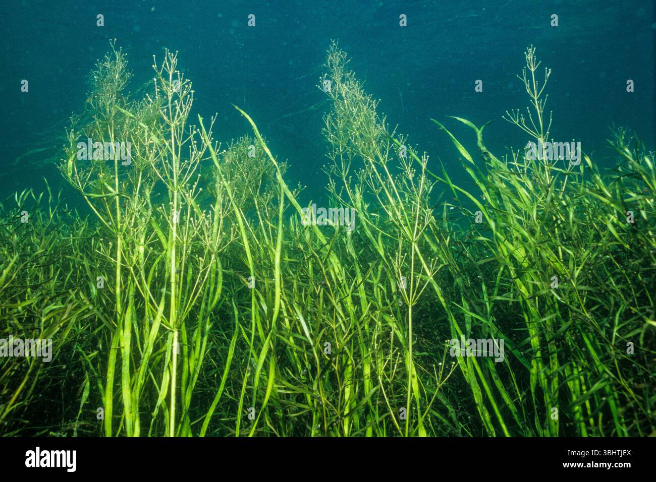 Piantana d'acqua con foglie d'erba, sott'acqua nel fiume St. Lawrence. Foto Stock