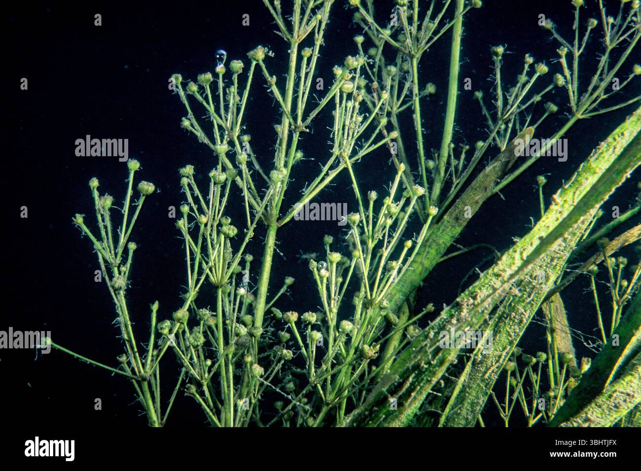 Piantana d'acqua con foglie d'erba, sott'acqua nel fiume St. Lawrence. Foto Stock