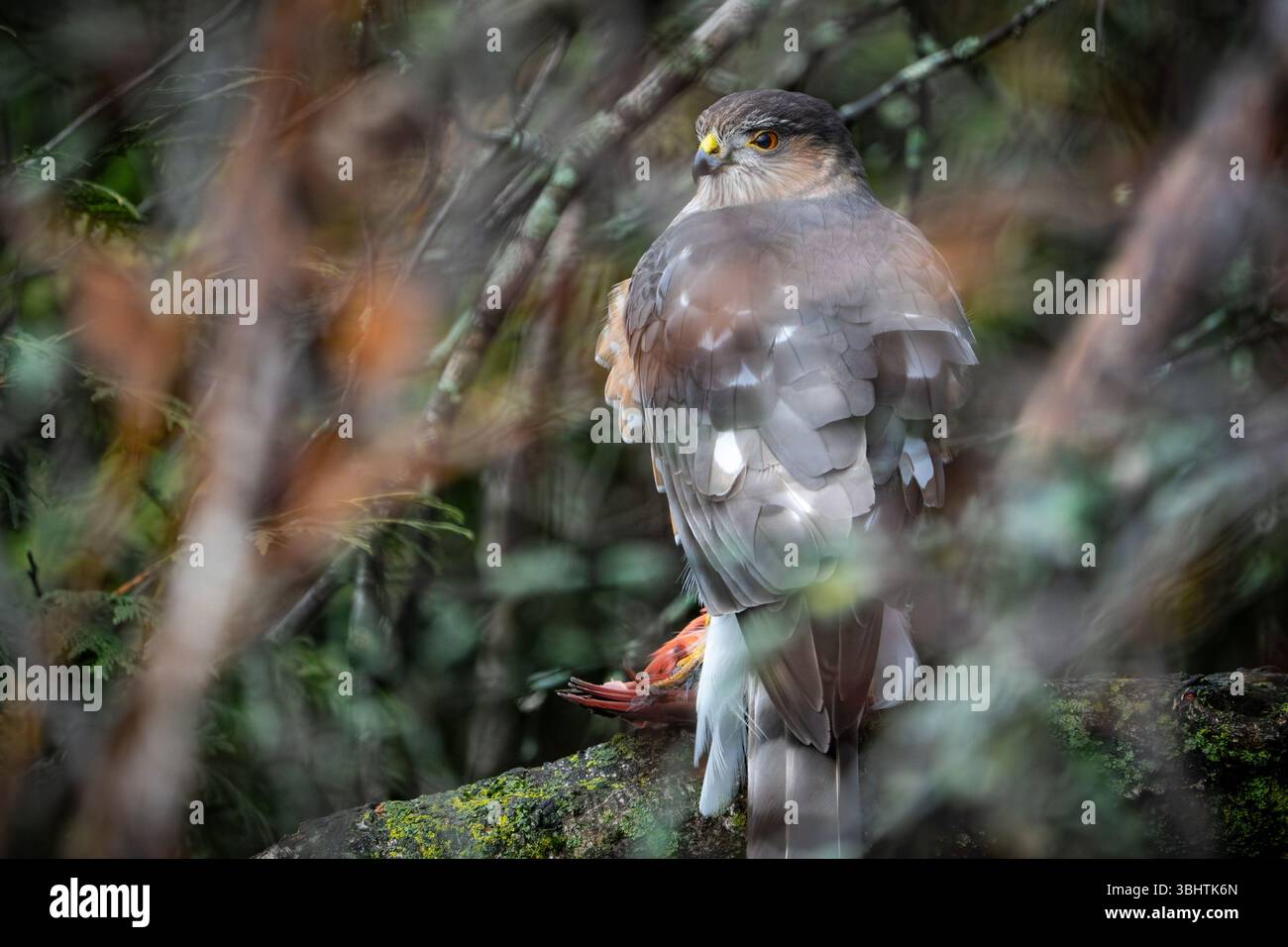 Un falco di cooper arroccato in un albero e mangiato le sue prede. Un uccello cardinale del Nord che ha appena catturato. Foto Stock