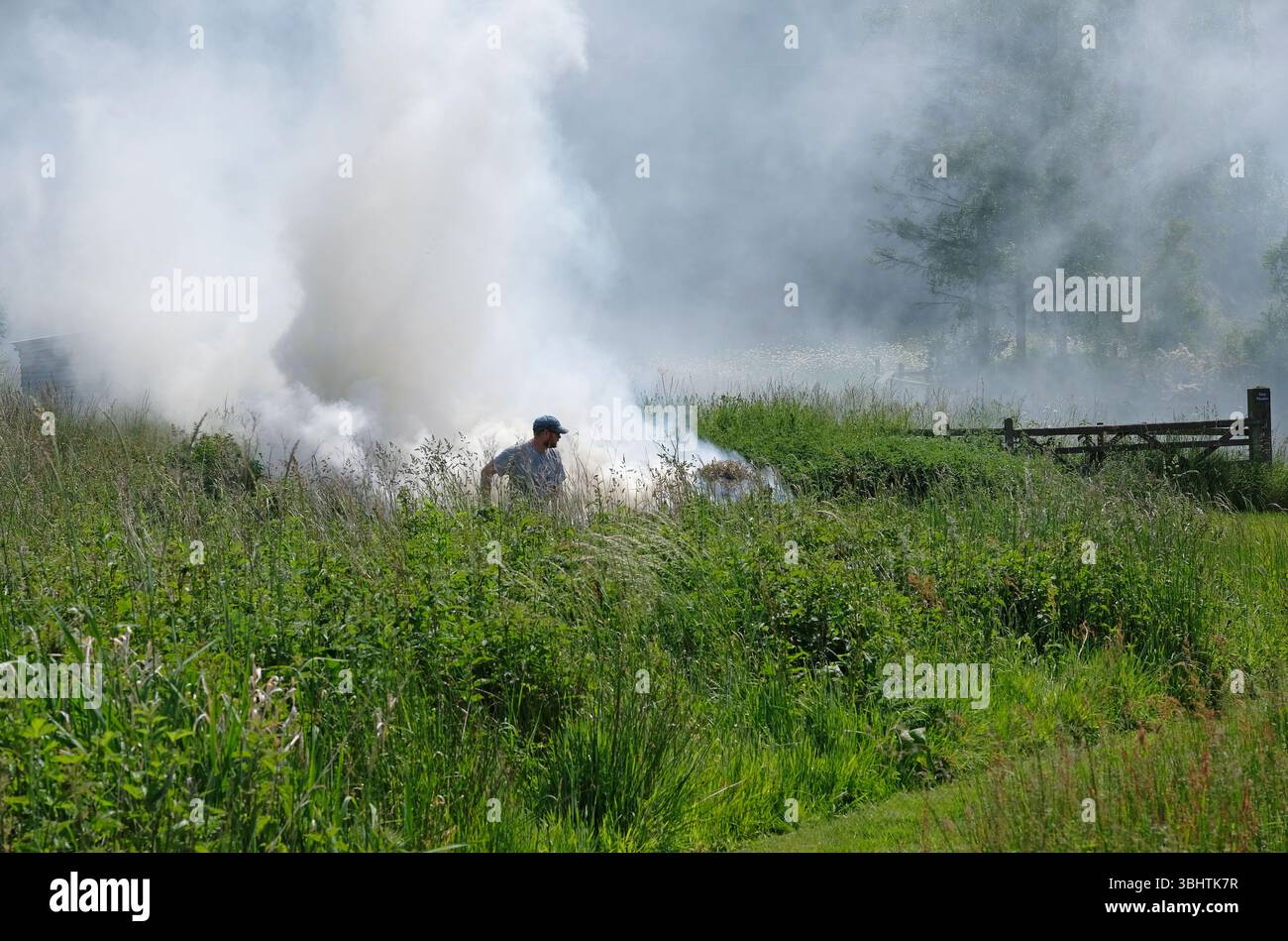 erba tagliata in fiamme nell'habitat delle zone umide, nella tenuta di bayfield, nel centro dei fiori selvatici, nel nord di norfolk, in inghilterra Foto Stock