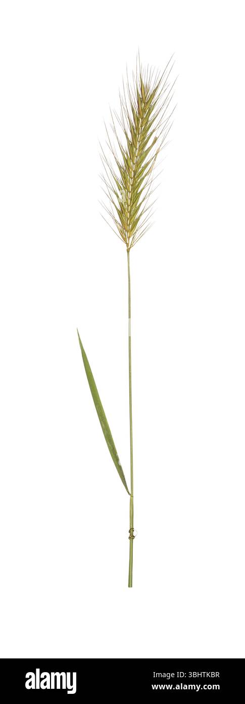 Meadow Barley - Hordeum secalinum Foto Stock
