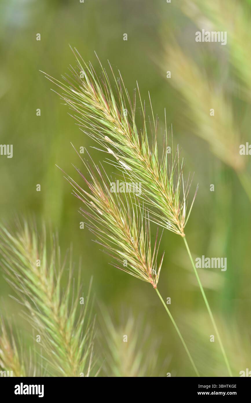 Meadow Barley - Hordeum secalinum Foto Stock