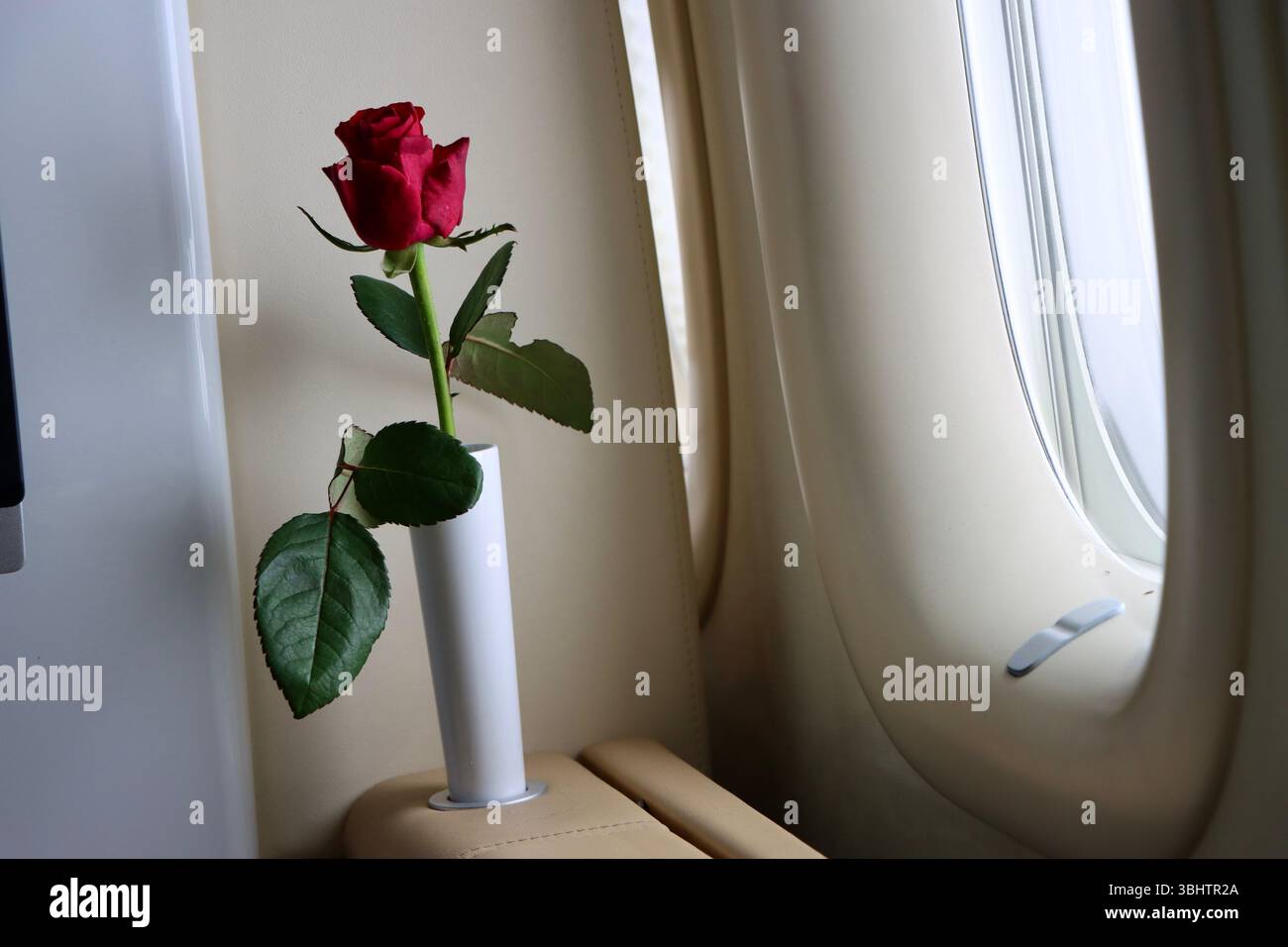 Sempre una rosa in ogni posto Lufthansa First Class, Francoforte, Germania, 31 maggio 2025 Foto Stock