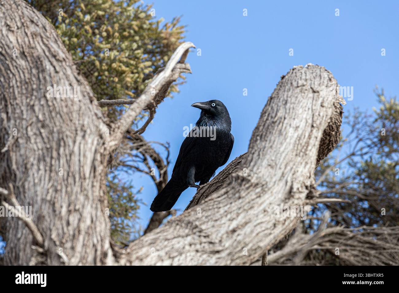 Un corvo australiano (Corvus coronoides) sull'isola di Rottnest, (Wadjemup) Australia Occidentale, WA, Australia. Foto Stock