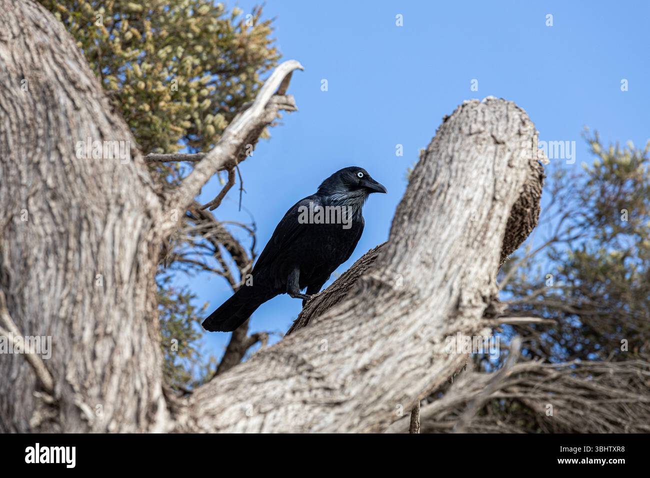 Un corvo australiano (Corvus coronoides) sull'isola di Rottnest, (Wadjemup) Australia Occidentale, WA, Australia. Foto Stock