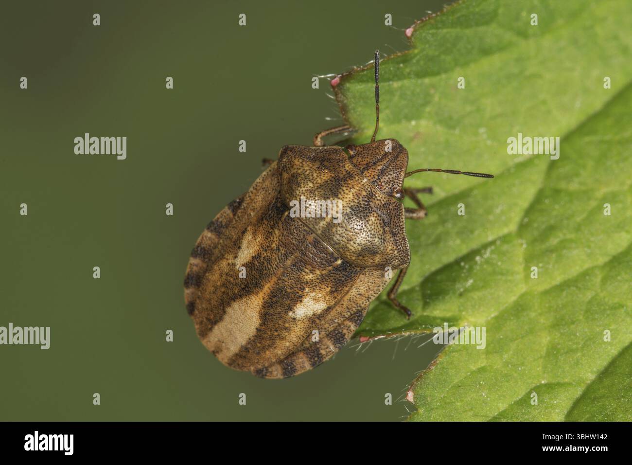 Cimice tartaruga (Eurygaster testudinaria) seduta sul bordo della foglia in ambiente naturale, Baden-Wuerttemberg, Germania, Europa Foto Stock