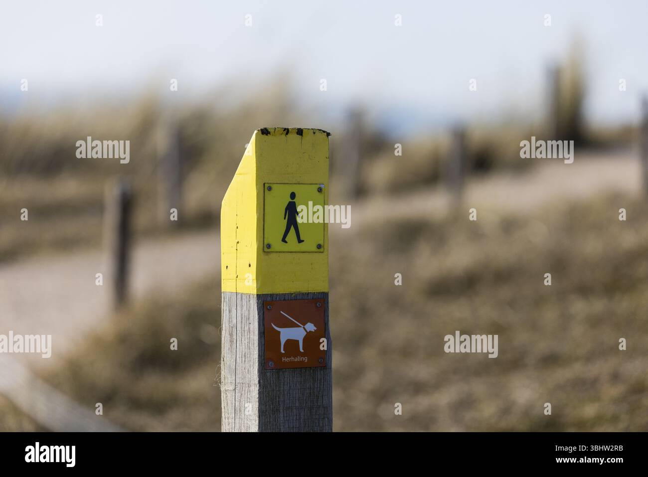 Cartello giallo sul sentiero sabbioso per escursionisti, escursionisti e cani ammessi in piombo, De Cocksdorp, Eierland, Texel, Isole Frisone occidentali, Olanda settentrionale, Neth Foto Stock