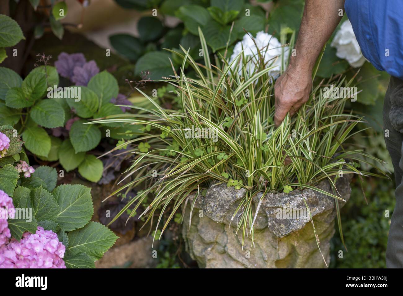 Esplorando la bellezza serena di un giardino, un'armoniosa miscela di colori e texture della natura, un rifugio tranquillo per rilassarsi e contemplare Foto Stock