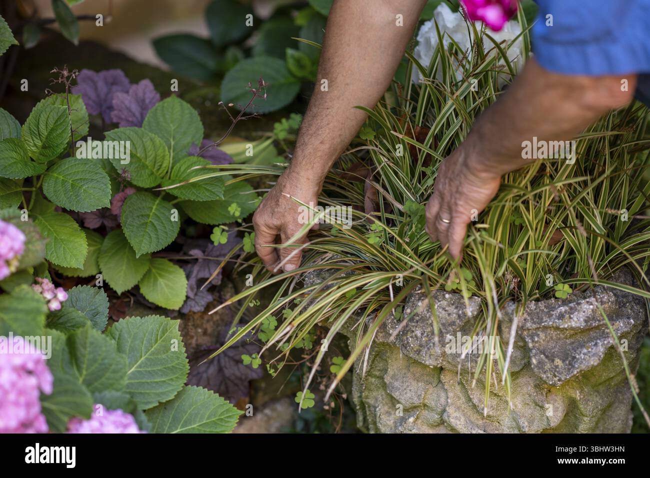 Trasformando il vostro spazio all'aperto con idee paesaggistiche per il cortile anteriore e il cortile sul retro, aumentano il fascino del marciapiede con elementi decorativi per giardini, piante e prati Foto Stock
