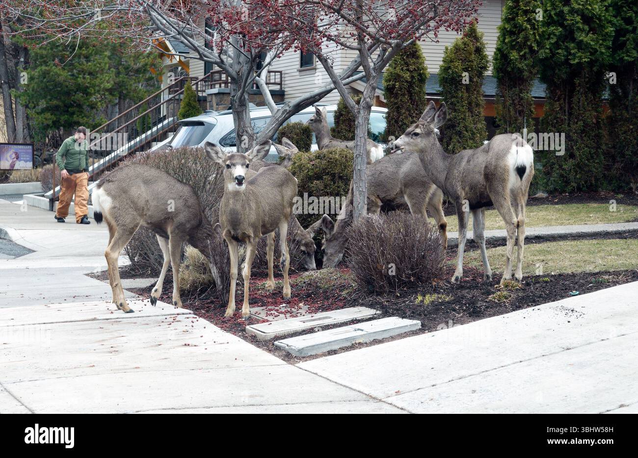 Una piccola mandria di cervi muli che vivono e si nutrono in una zona residenziale nel centro di Bend, Oregon. Foto Stock