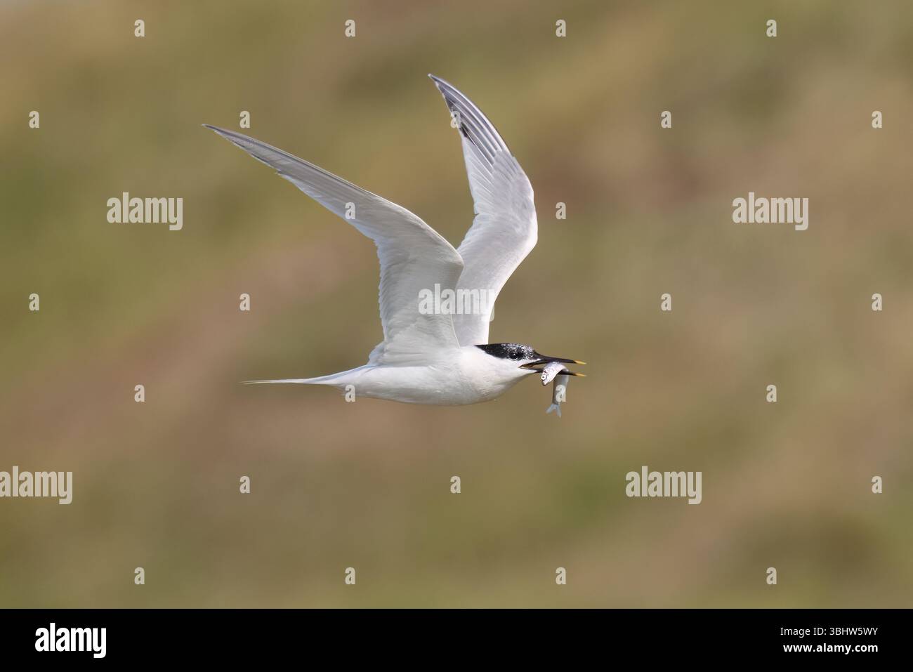 Sandwich Tern che trasporta cibo ai suoi giovani presso Hodbarrow RSPB Reserve in Cumbria Foto Stock
