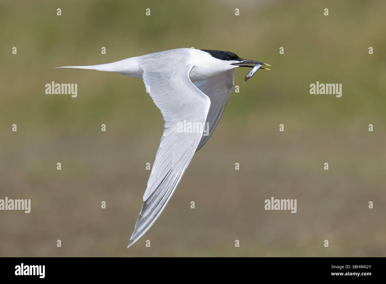 Sandwich Tern che trasporta cibo ai suoi giovani presso Hodbarrow RSPB Reserve in Cumbria Foto Stock