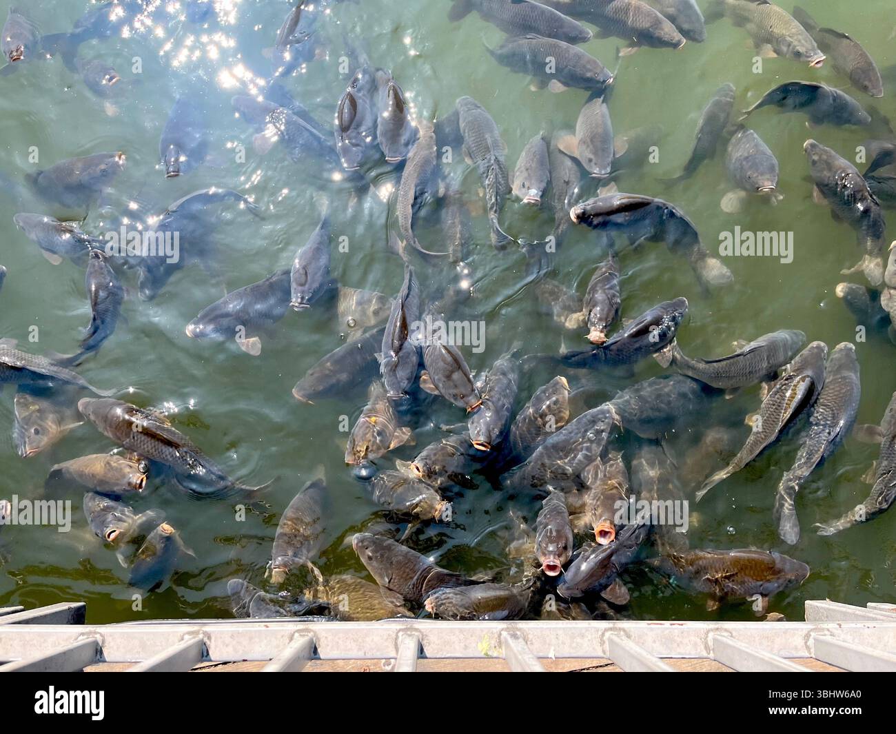 Carpe comuni o carpio Cyprinus si riuniscono in superficie in una frenesia alimentare in un lago urbano artificiale, in competizione aggressiva per il cibo - Immagine stock catturata con smartphone