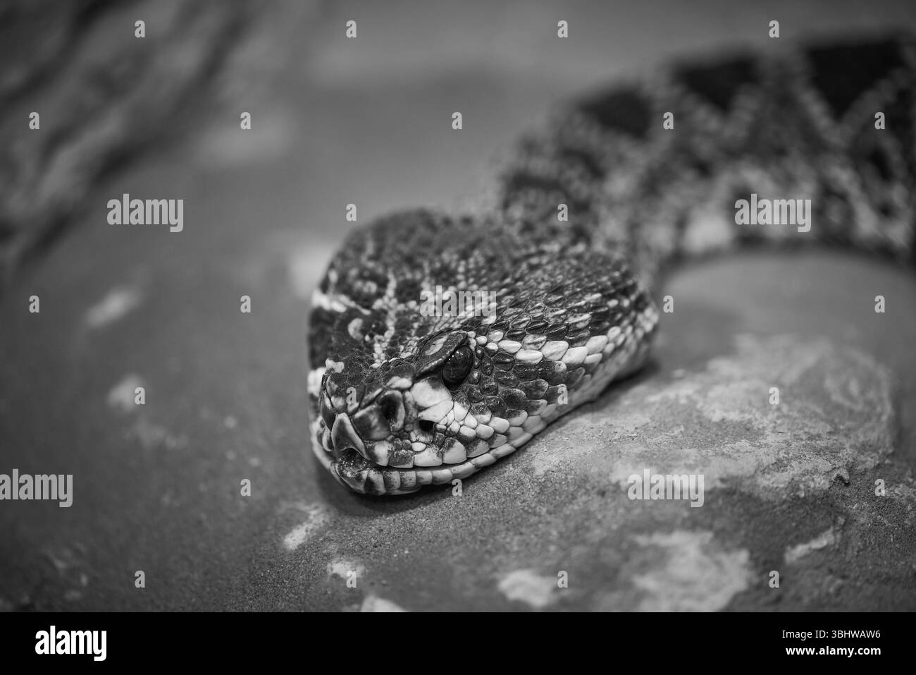 Il serpente a sonagli diamondback orientale Crotalus adamanteus Foto Stock
