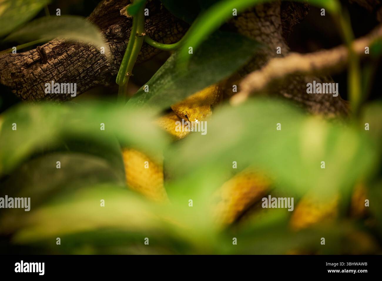 Bothriechis schlegelii, la ciglia-pitviper dell'altopiano, la ciglia-pitviper di Schlegel, o vipera ciglia nascosta tra le foglie Foto Stock