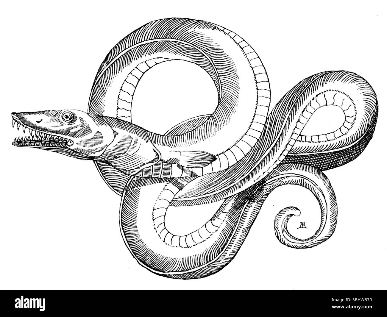John Ashton - Curious Creatures in Zoology - 1890 - Illustration Reincied from an Essay Towards a Natural History of Serpents di Charles Owen (1741) Foto Stock