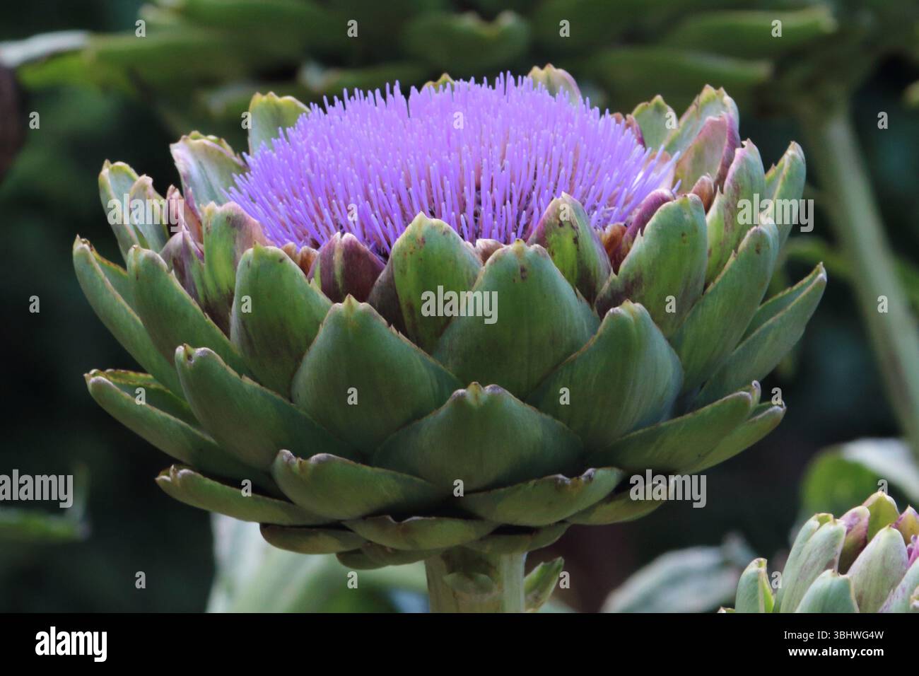 Vista laterale del Carciofo Globe viola, Cynara cardunculus Foto Stock