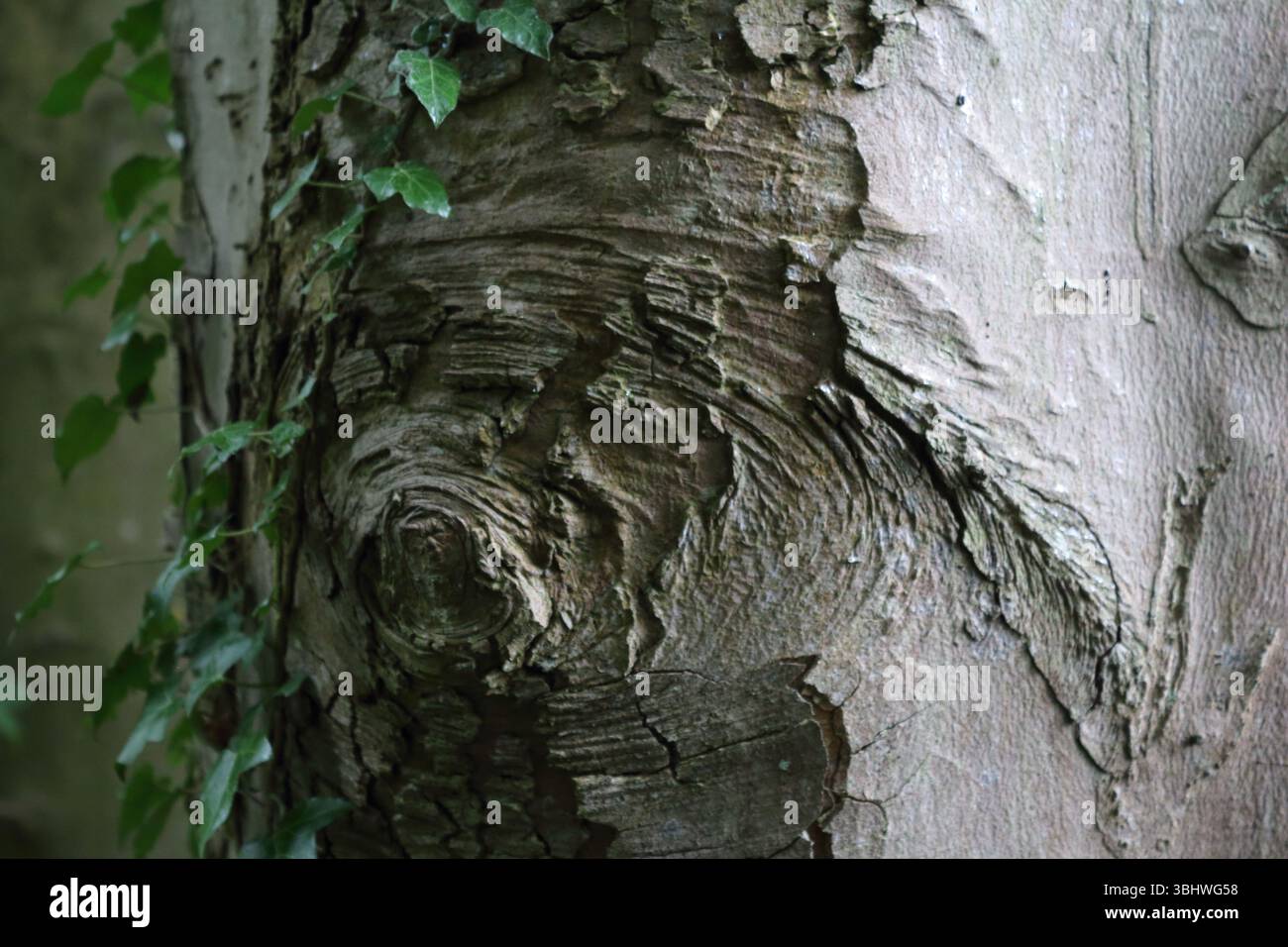 Primo piano del nodo gnarled su Grey Tree Trunk Foto Stock