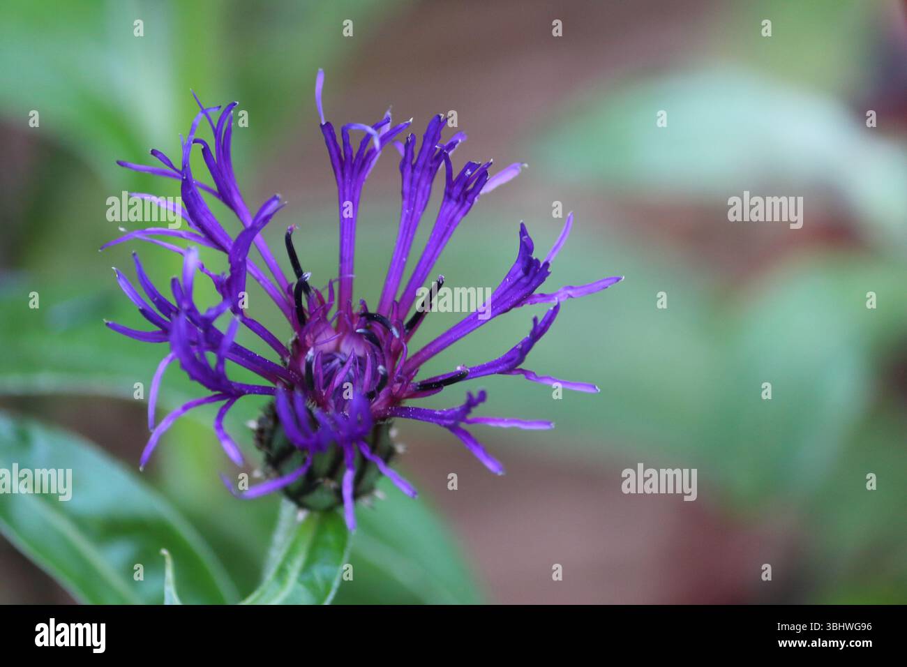 Fiore di corno perenne, Centaurea Montana in fiore con sfondo sfocato Foto Stock