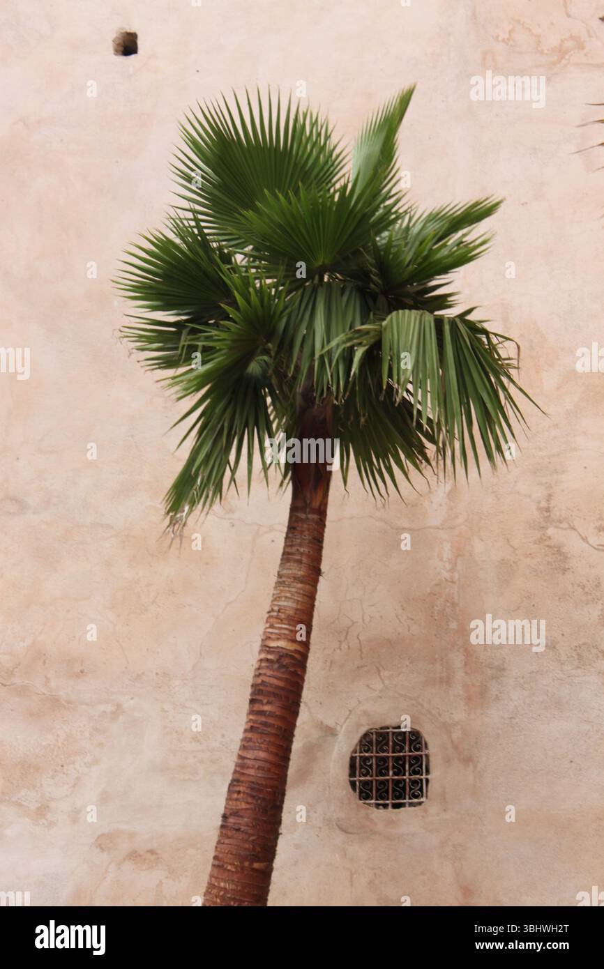 Palme con fronde verdi lussureggianti contro una parete rustica beige con dettagli architettonici. Foto Stock