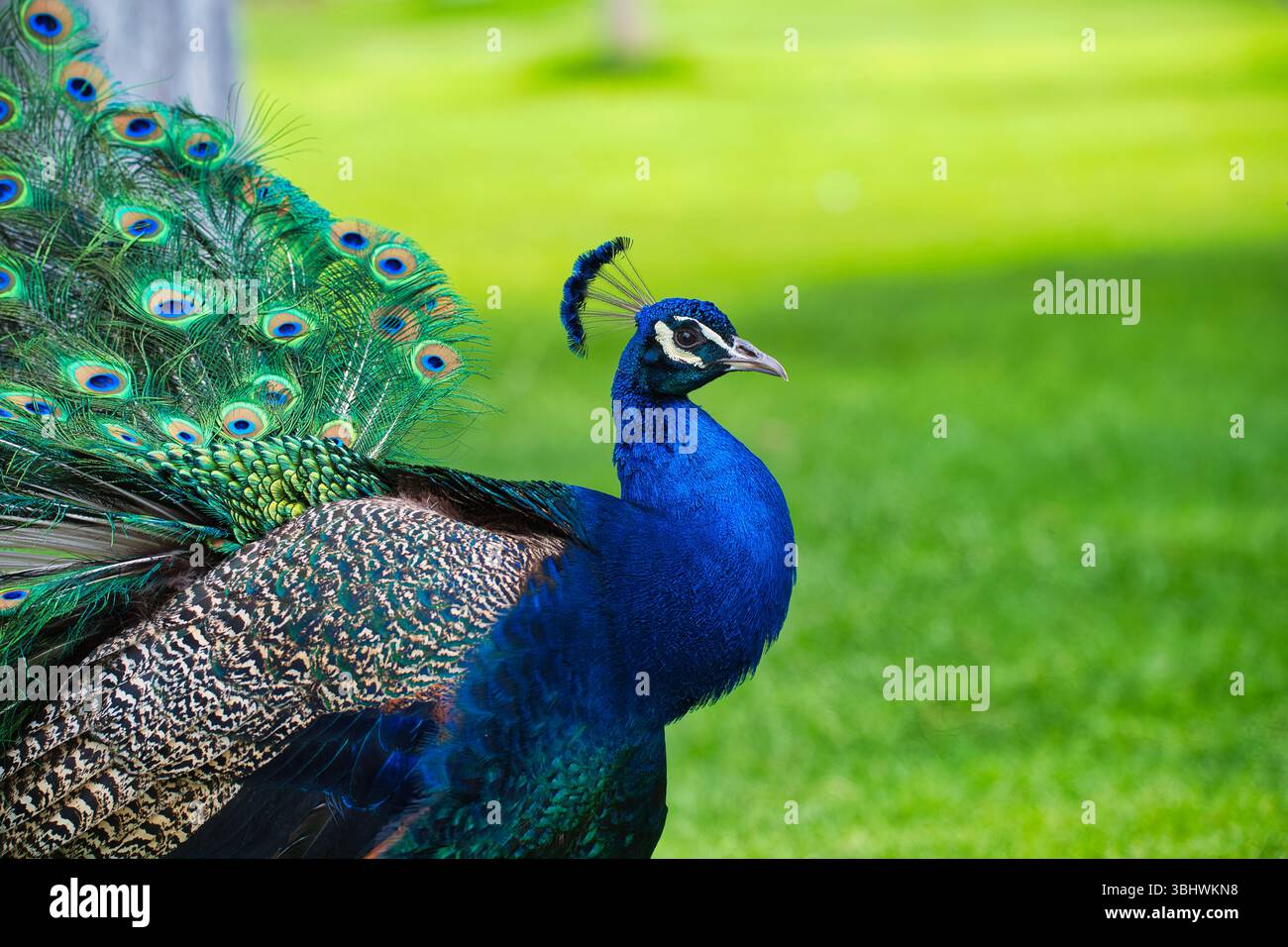 Un vivido ritratto di un peafowl indiano maschile (Pavo cristatus) che mostra il suo piumaggio blu e verde brillante. Catturati con luce naturale. Foto Stock