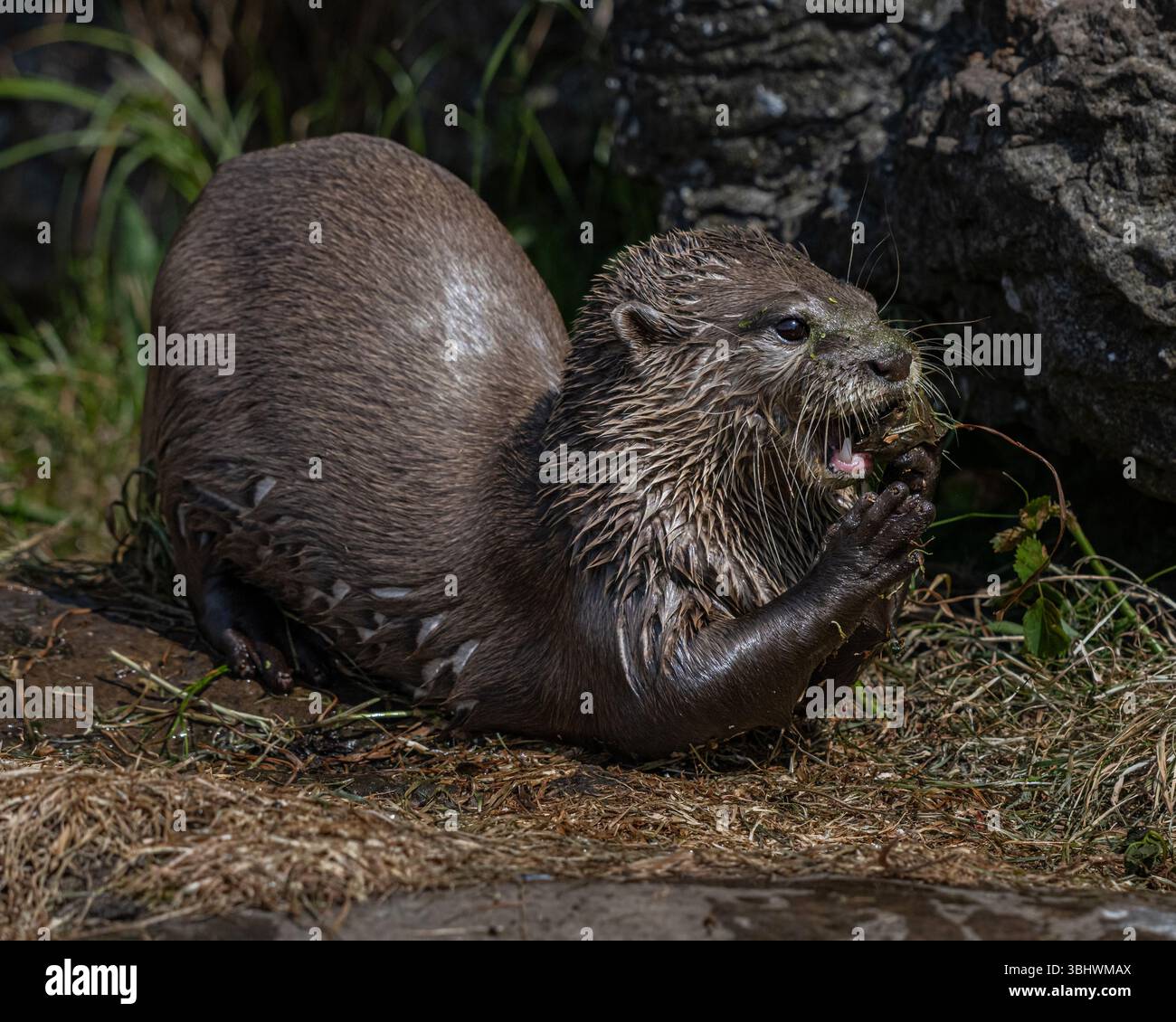 Asian breve artigliato Otter Foto Stock