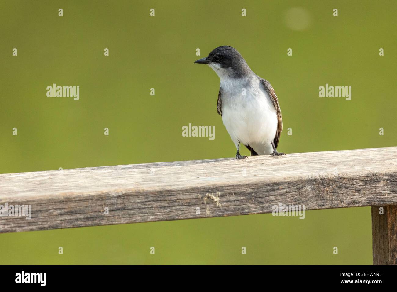 Il kingbird orientale appollaiato sulla ringhiera Foto Stock