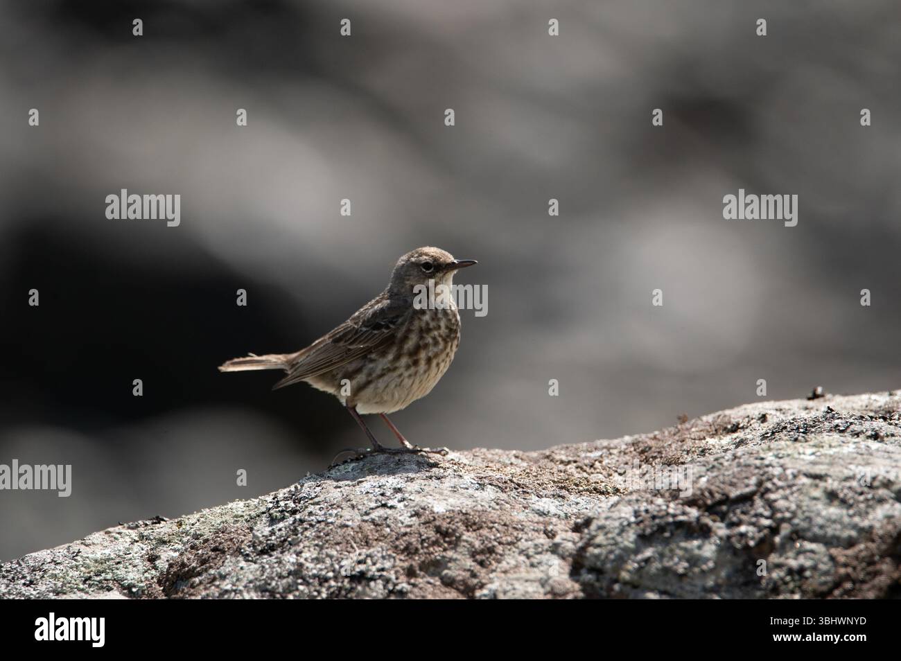 Rock Pipit sulle rocce costiere dell'isola di Mull, Scozia. Foto Stock