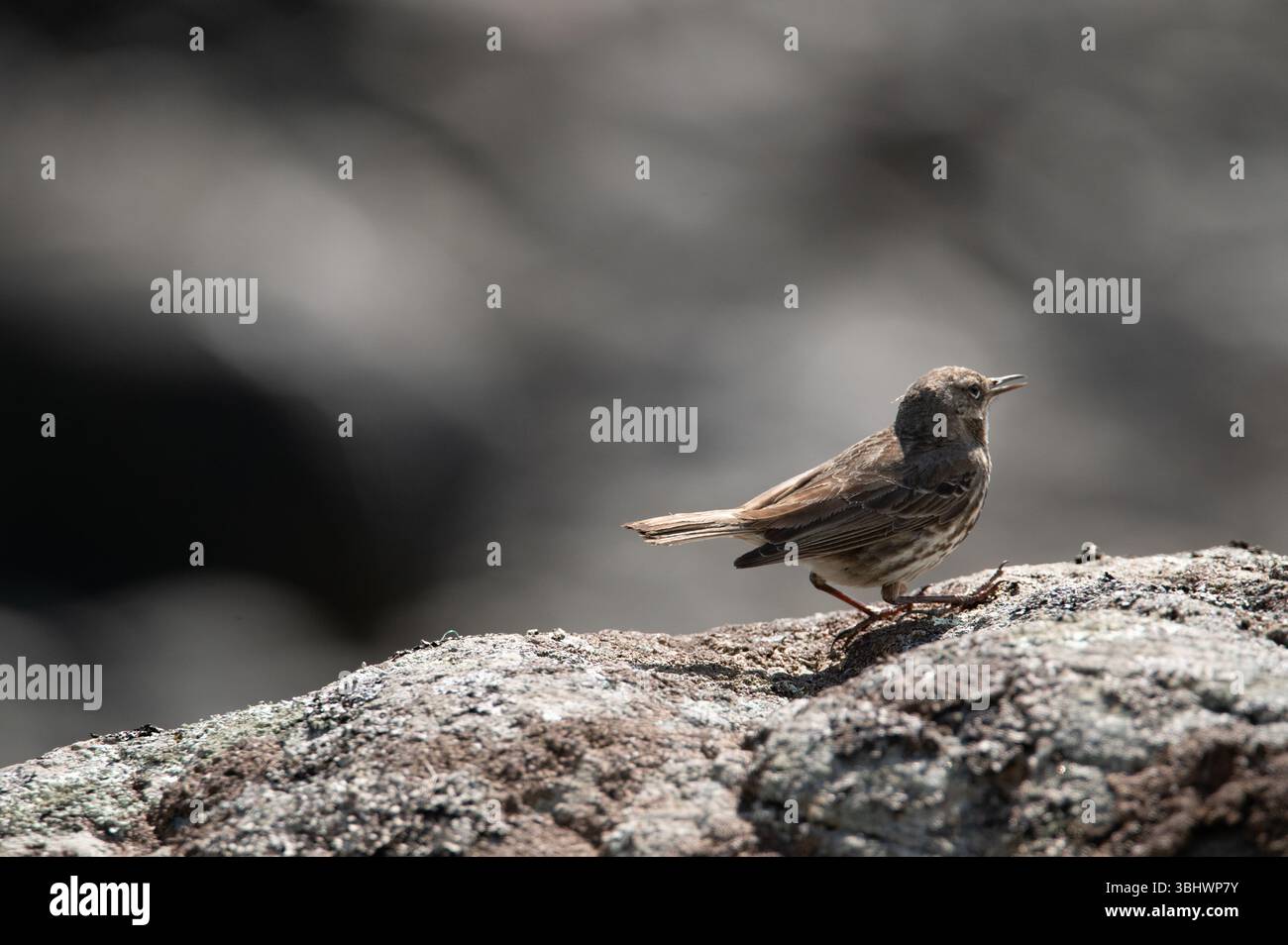 Rock Pipit sulle rocce costiere dell'isola di Mull, Scozia. Foto Stock