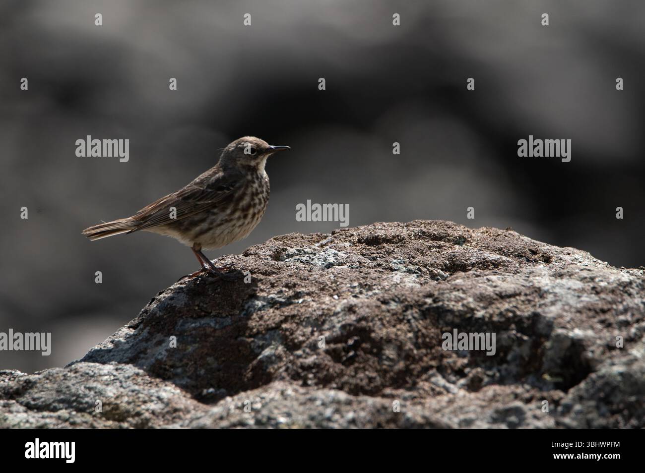 Rock Pipit sulle rocce costiere dell'isola di Mull, Scozia. Foto Stock